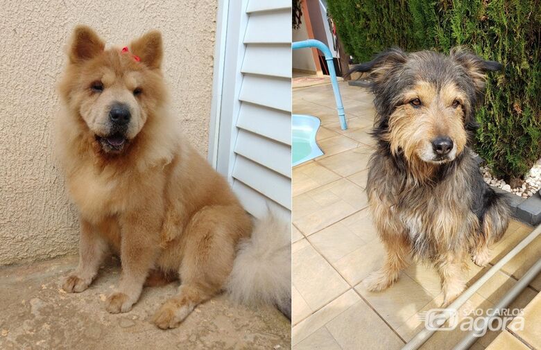 Homenagem da Funerais Pet aos pets Tiffany e Hercules -