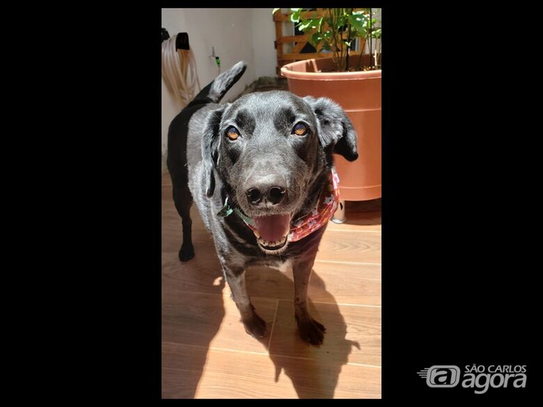 Homenagem da Funerais Pet ao pet Azor Ahai - 