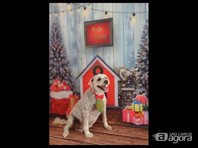 Homenagem da Funerais Pet ao cachorrinho Thor e a cachorrinha Duda - 