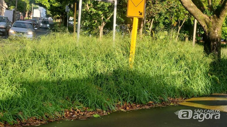 Moradores denunciam infestação de escorpiões no bairro Boa Vista - 