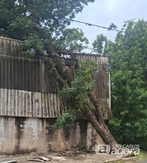Morador alerta para risco de queda de árvore de grande porte no Jockey Clube -