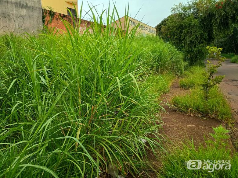 Mato alto gera reclamações em vários bairros; Prefeitura diz que há equipes em todas as regiões -
