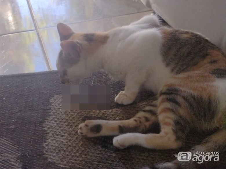 Moradores denunciam envenenamento de gatos no Jardim Pacaembu  - 