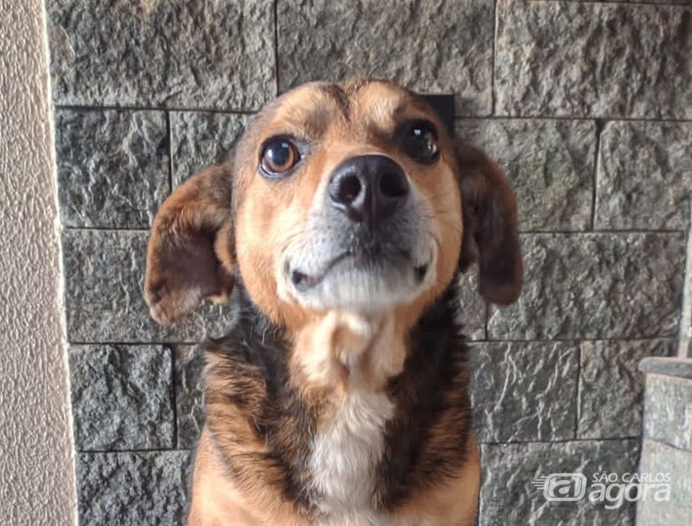 Homenagem da Funerais Pet ao cachorrinho Scooby -