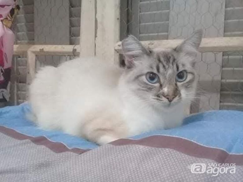 Homenagem da Funerais Pet a gatinha Luz - 