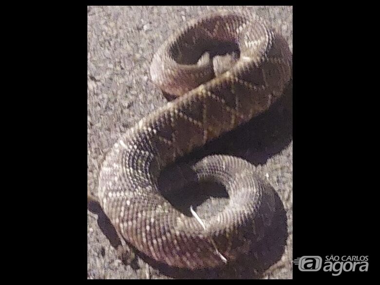 Cobra encontrada no parquinho do bairro - 
