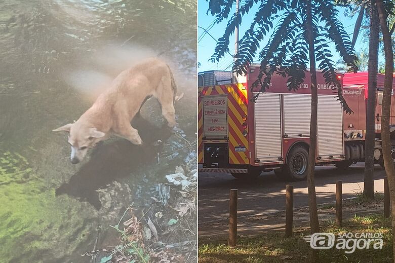 Bombeiros resgatam cachorra em estado crítico presa em córrego no Jd. Centenário - Crédito: SCA