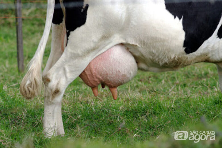 Vaca leiteira  - Crédito: divulgação