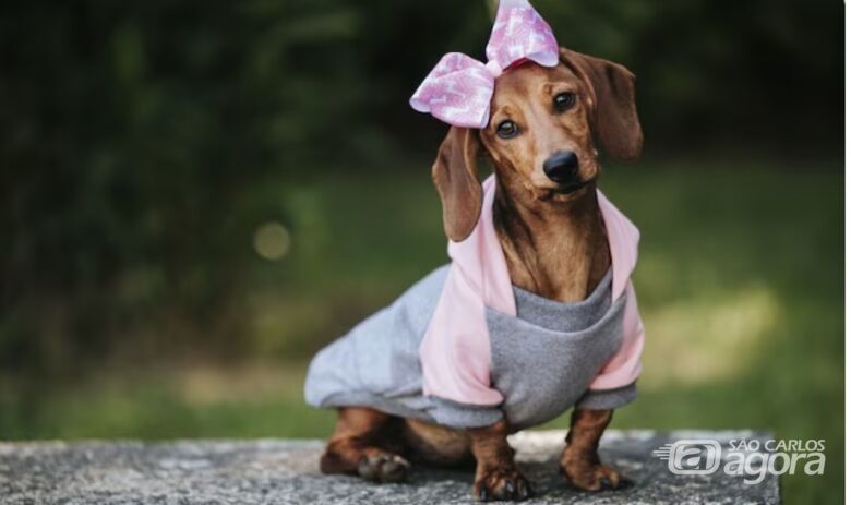 Curso de modelagem pet capacita alunos para empreender no mercado de moda animal - 