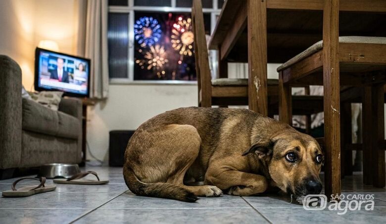 Cachorro assustado com fogos de artfício - Crédito: IA