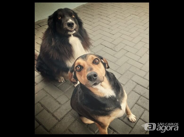 Homenagem da Funerais Pet ao cachorrinho Sansão - 