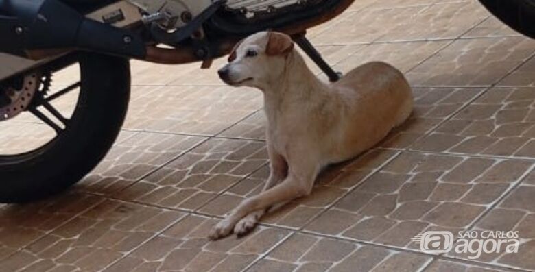 Homenagem da Funerais Pet ao cachorrinho Tequila - 