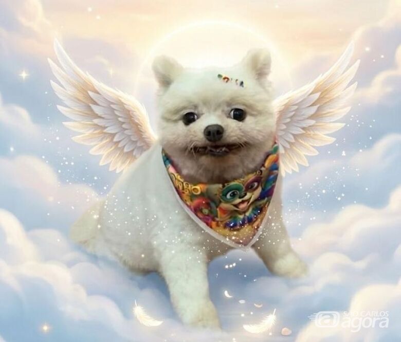 Homenagem da Funerais Pet a cachorrinha Sky -