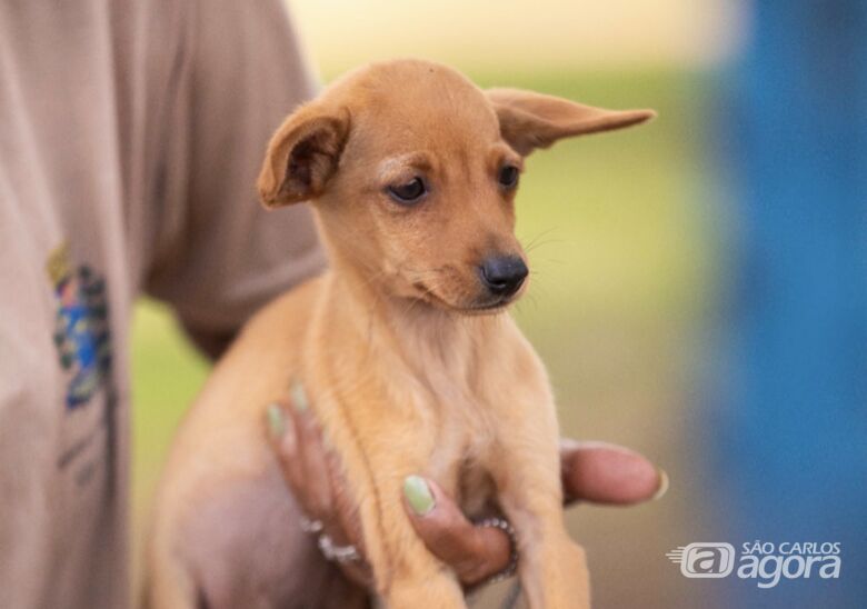 Canil realiza feira de adoção  - 
