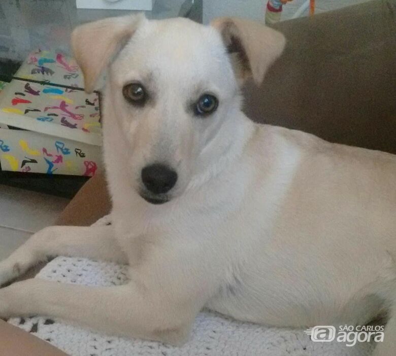 Homenagem da Funerais Pet aos pets: Amora e Akyra - 