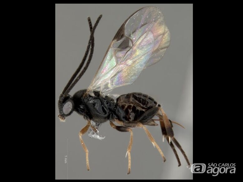 IA acelera identificação de vespas e fortalece pesquisas sobre biodiversidade brasileira - 