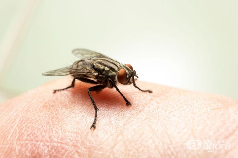 Mosca - Crédito: reprodução