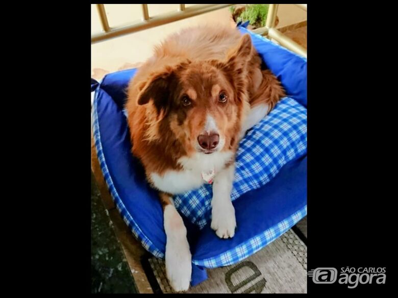 Homenagem da Funerais Pet ao cachorrinho Shiva -