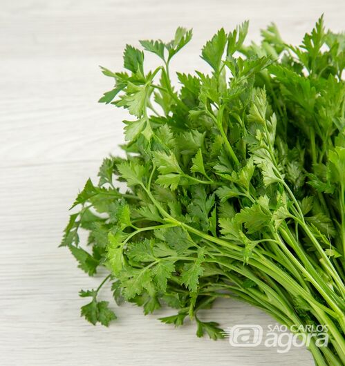 coentro - Crédito: Freepik