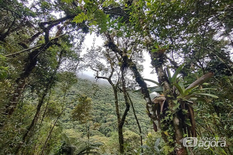 Estudo aponta avanço na restauração da Mata Atlântica com recuperação de 1,67 milhão de hectares em uma década - Crédito: (Foto: Vinicius Tonetti)