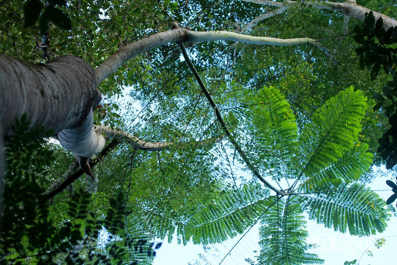 Paricá, nativa da Amazônia, é uma das espécies selecionadas pelo projeto. (Foto: Ronaldo Rosa) - 