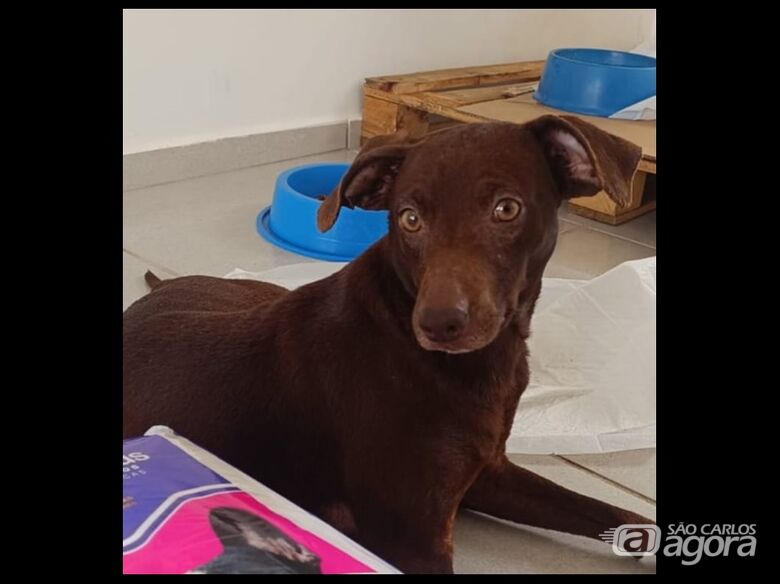 Homenagem da Funerais Pet ao cachorrinho Nutella - 