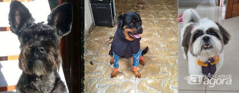 Scooby , Stark e Tobby - 