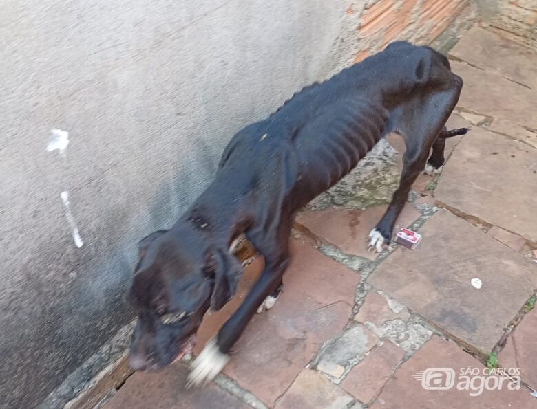 Fiscalização contra maus-tratos a animais cresce e multas passam de R$ 84 mil em 2026 - 