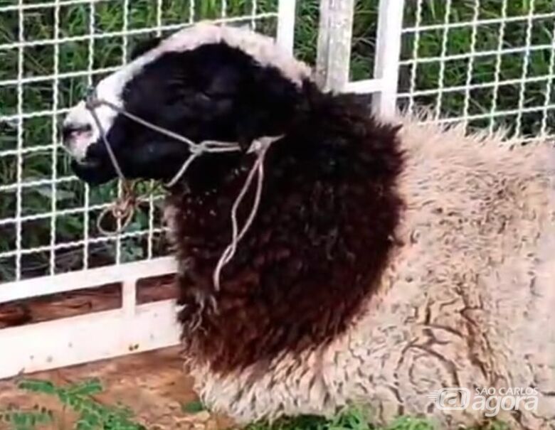 Carneiro é furtado e morto em chácara no Broa, afirma tutora - 