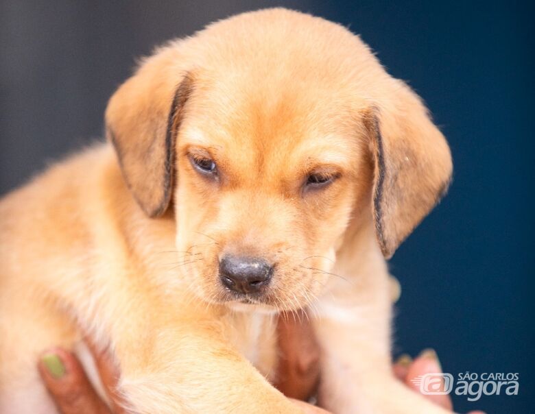 Mais de 300 animais aguardam adoção em feira no Canil Municipal neste sábado - 