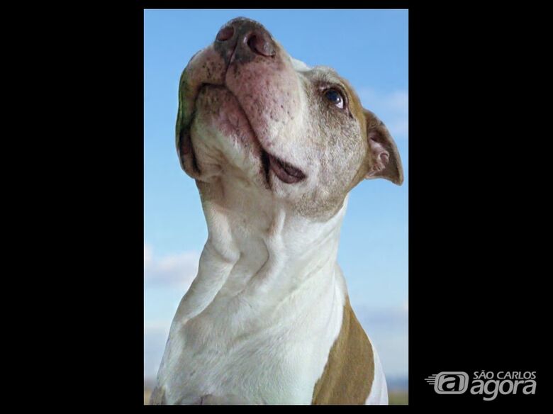 Funerais Pet informa o falecimento do cachorrinho Greg - 