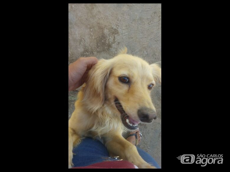 Homenagem da Funerais Pet aos pets Luck e Oliver - 