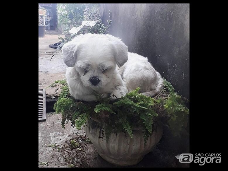 Cachorrinho Astor Rabello - 