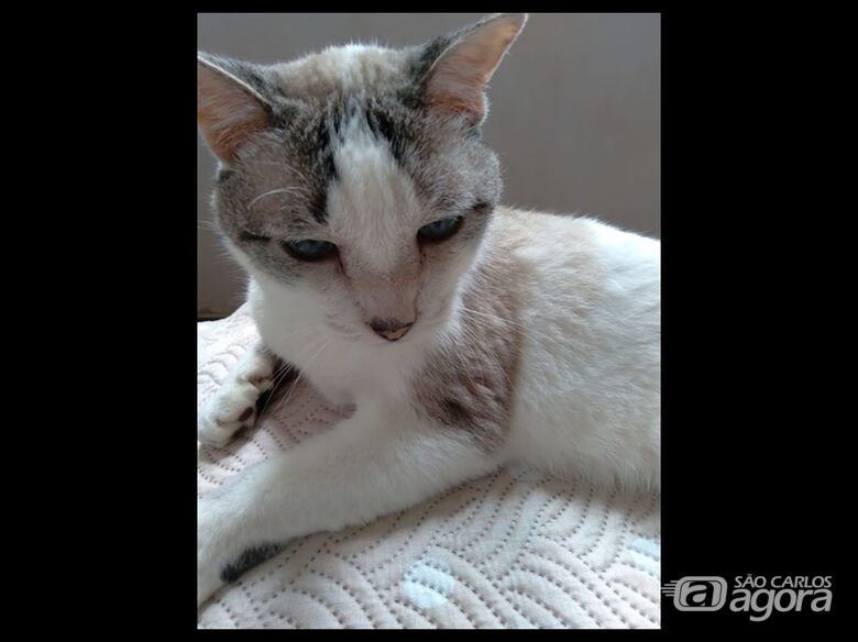 Homenagem da Funerais Pet ao gatinho Cris - 