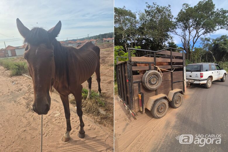 Defesa animal resgata equino em situação de maus-tratos - Crédito: divulgação