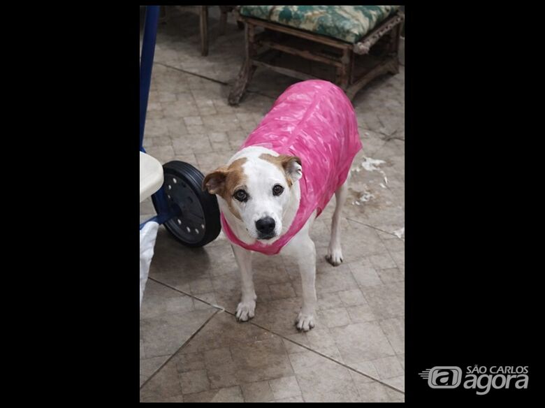 Homenagem da Funerais Pet a cachorrinha Lara - 