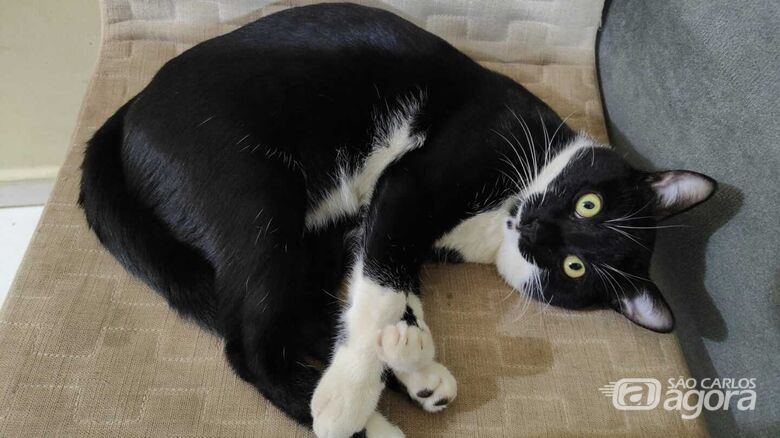 Homenagem da Funerais Pet ao gatinho Frajola -