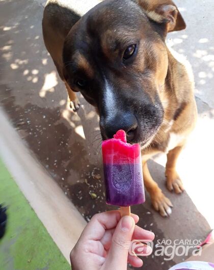 Homenagem da Funerais Pet ao cachorrinho Boby - 