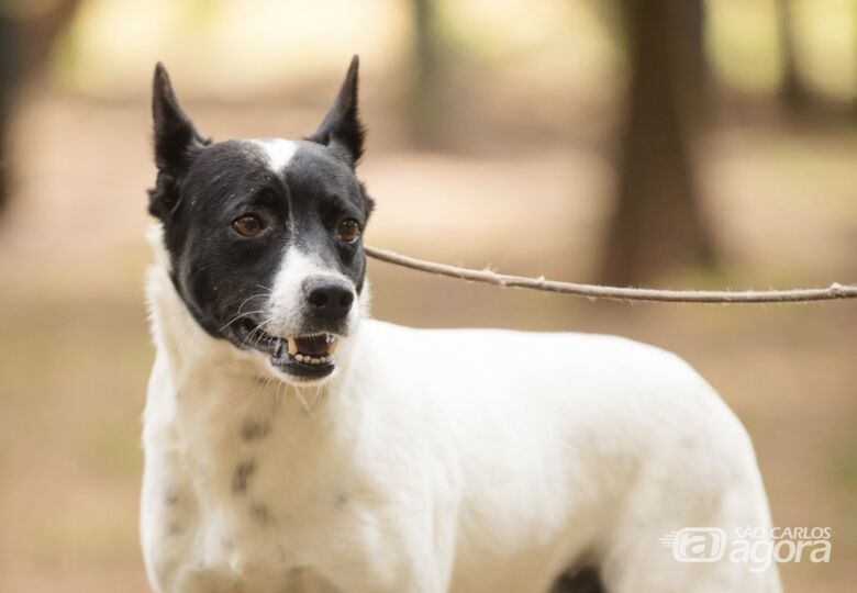Cão disponível para adoção  - Crédito: Divulgação 