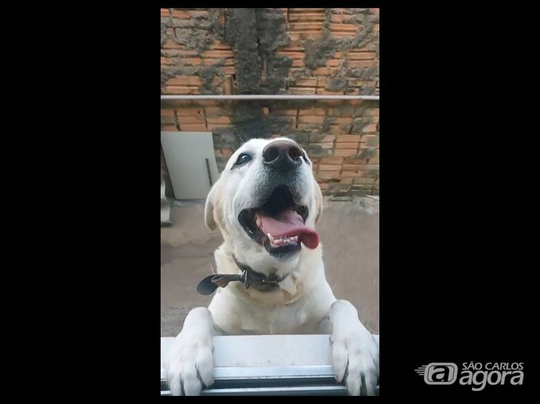 Homenagem da Funerais Pet ao cachorrinho Alvin -