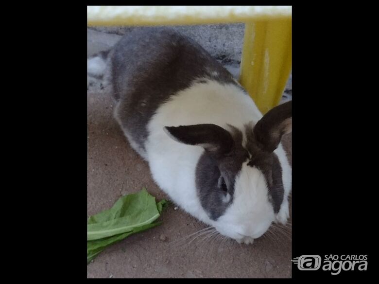 Homenagem da Funerais Pet ao coelho Senhor Coelho - 