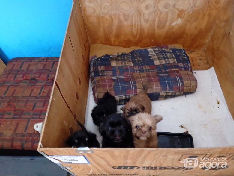 Fiscalização apreende 12 cães em criadouro clandestino e responsável é levada à delegacia - 