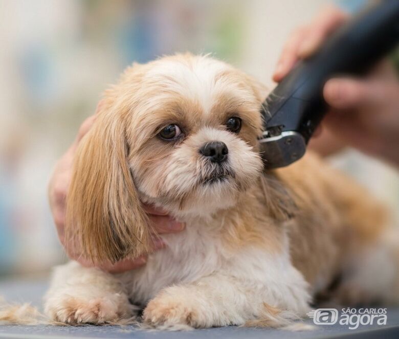FESC abre inscrições para curso de Banho e Tosa -
