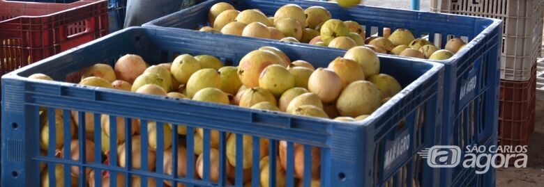 Mais de R$ 4 milhões são investidos na agricultura familiar para reforçar a merenda escolar -