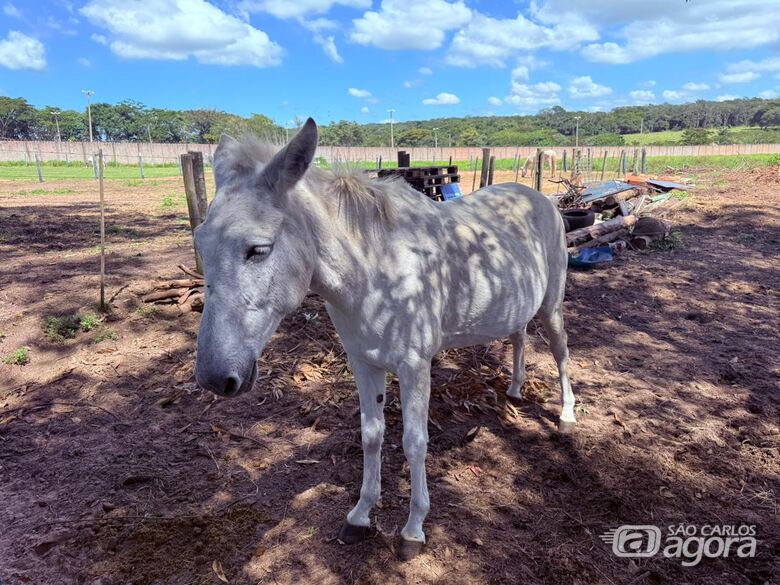 Prefeitura disponibiliza 33 equídeos para adoção responsável -