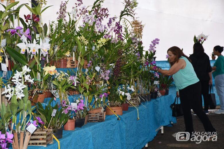 61ª Exposição Nacional de Orquídeas acontece de 24 a 26 de abril na Praça da XV - 
