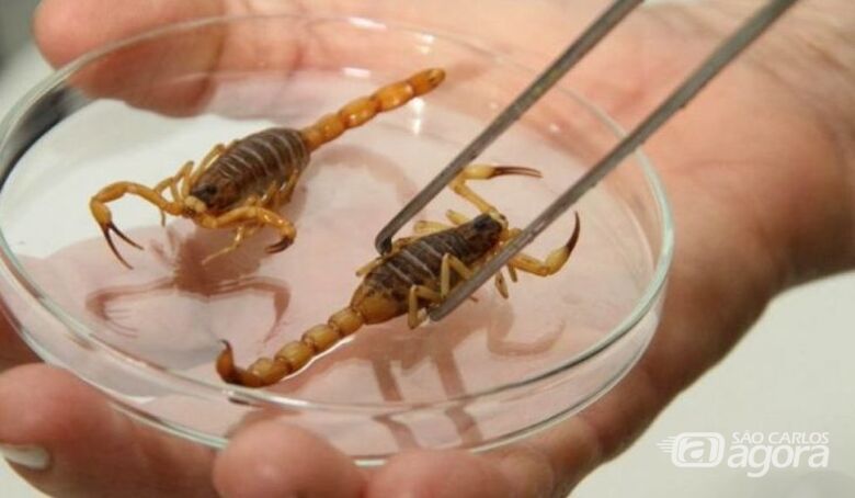 Picada de escorpião: vítimas devem ser levadas imediatamente à Santa Casa - 