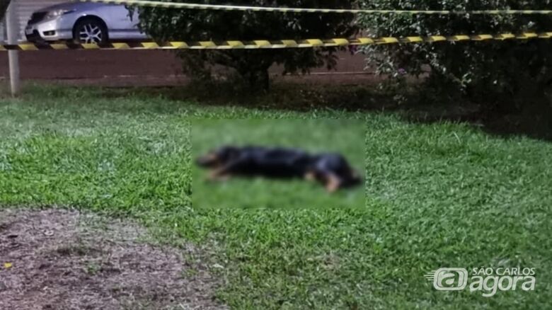 Guarda Municipal atira em cão após ataque para salvar animal em Ibaté  - Crédito: Foto: Maycon Maximino/São Carlos Agora