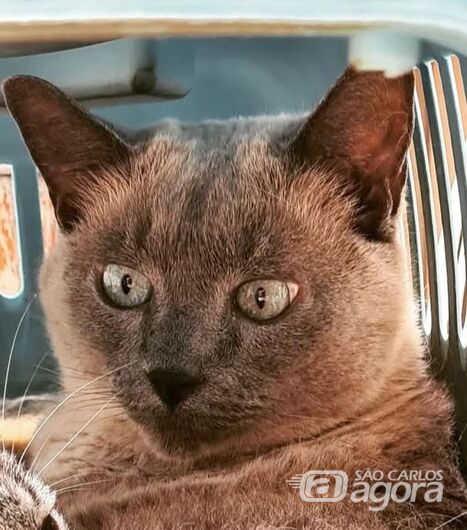 Homenagem da Funerais Pet ao gatinho Edward - 