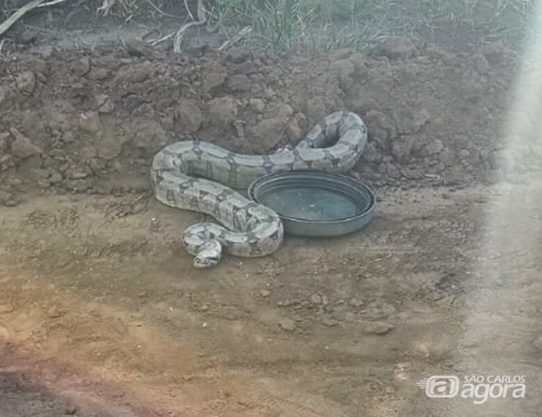 Animais silvestres são resgatados pela Defesa Civil em Ibaté - 